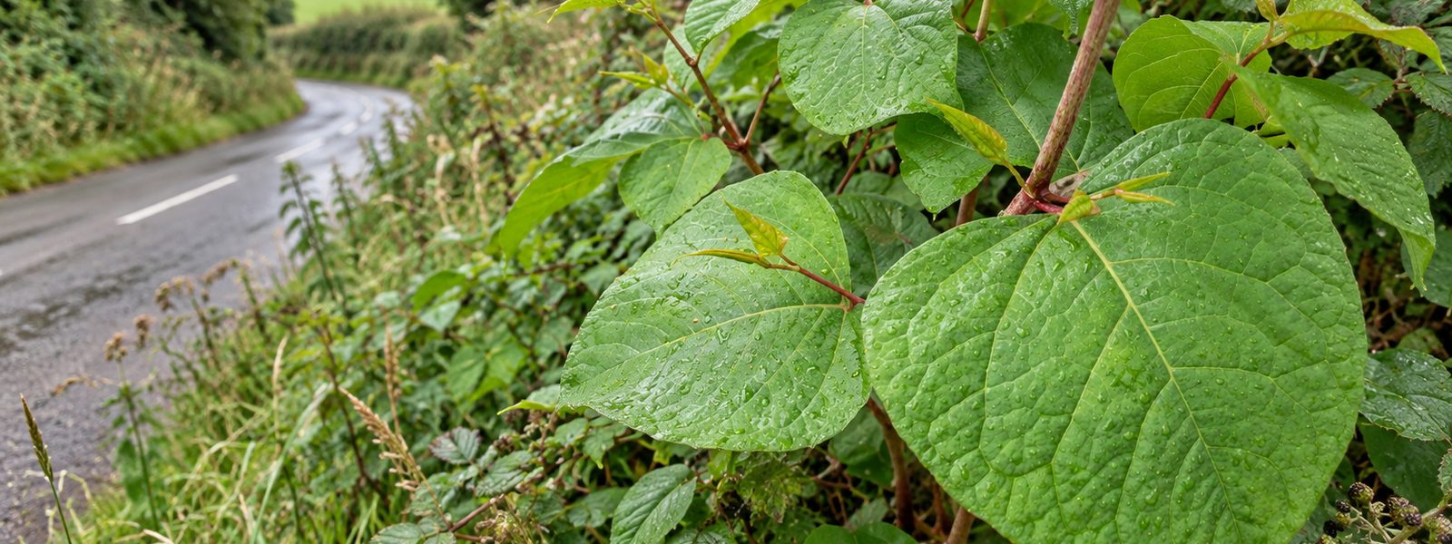 Commercial Japanese Knotweed Removal in the South East