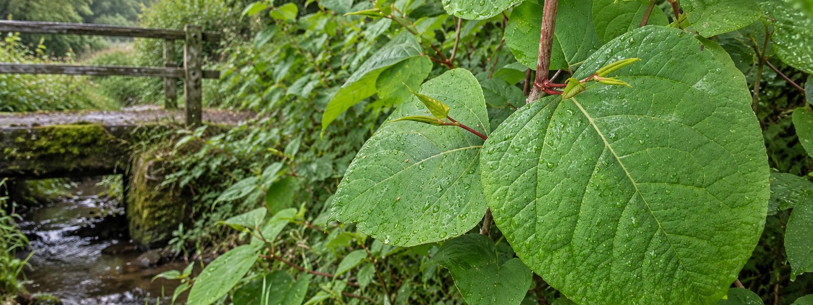 Commercial Japanese Knotweed Removal in the South West